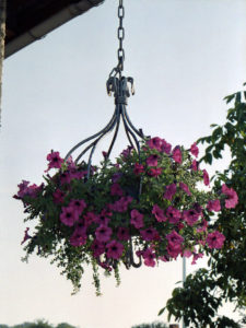 Blumenampel