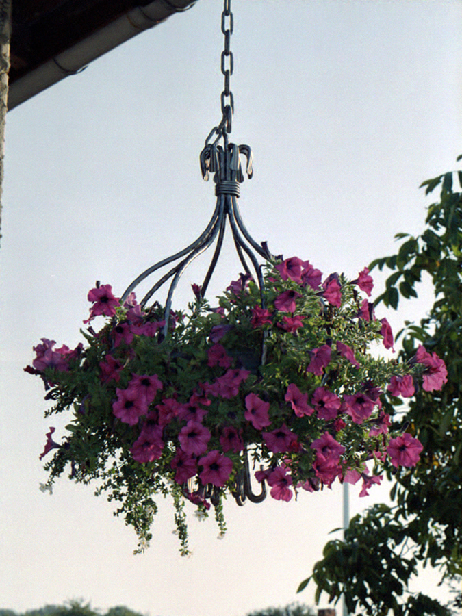 Blumenampel